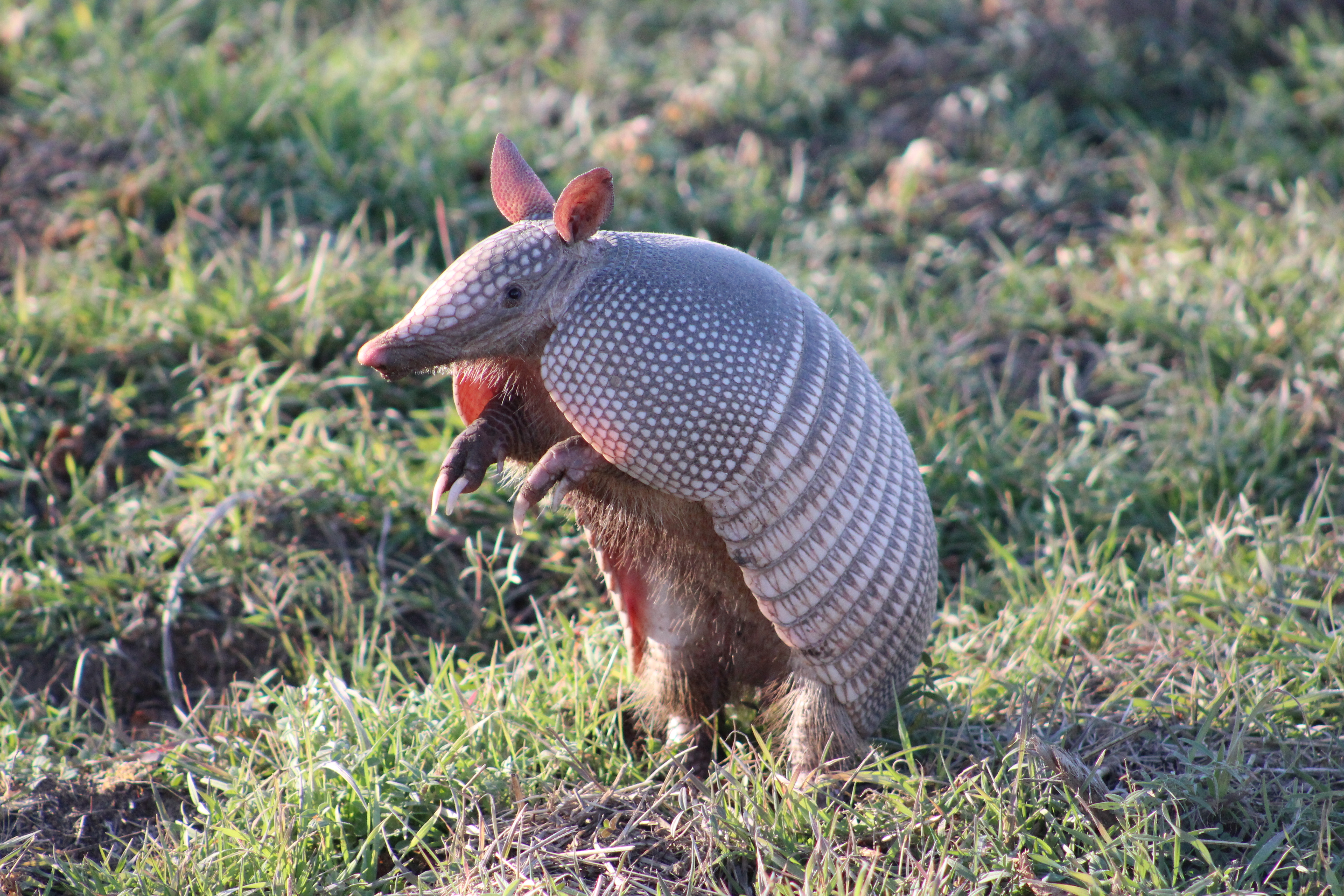 An image of an armadillo wildlife pest - contact GGA Pest Management for your removal.