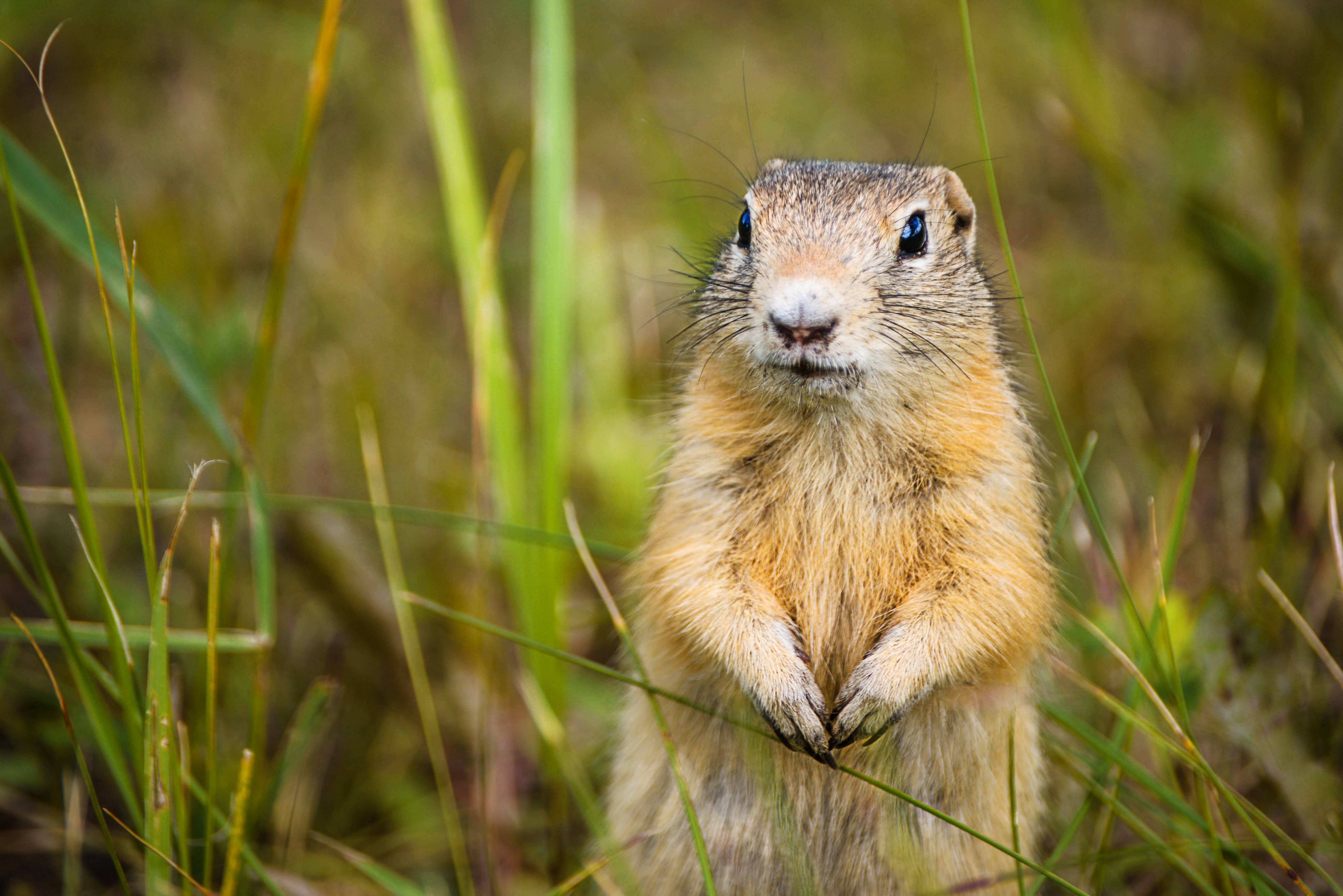 An image of a gopher - GGA Pest Management provides humane gopher removal services.