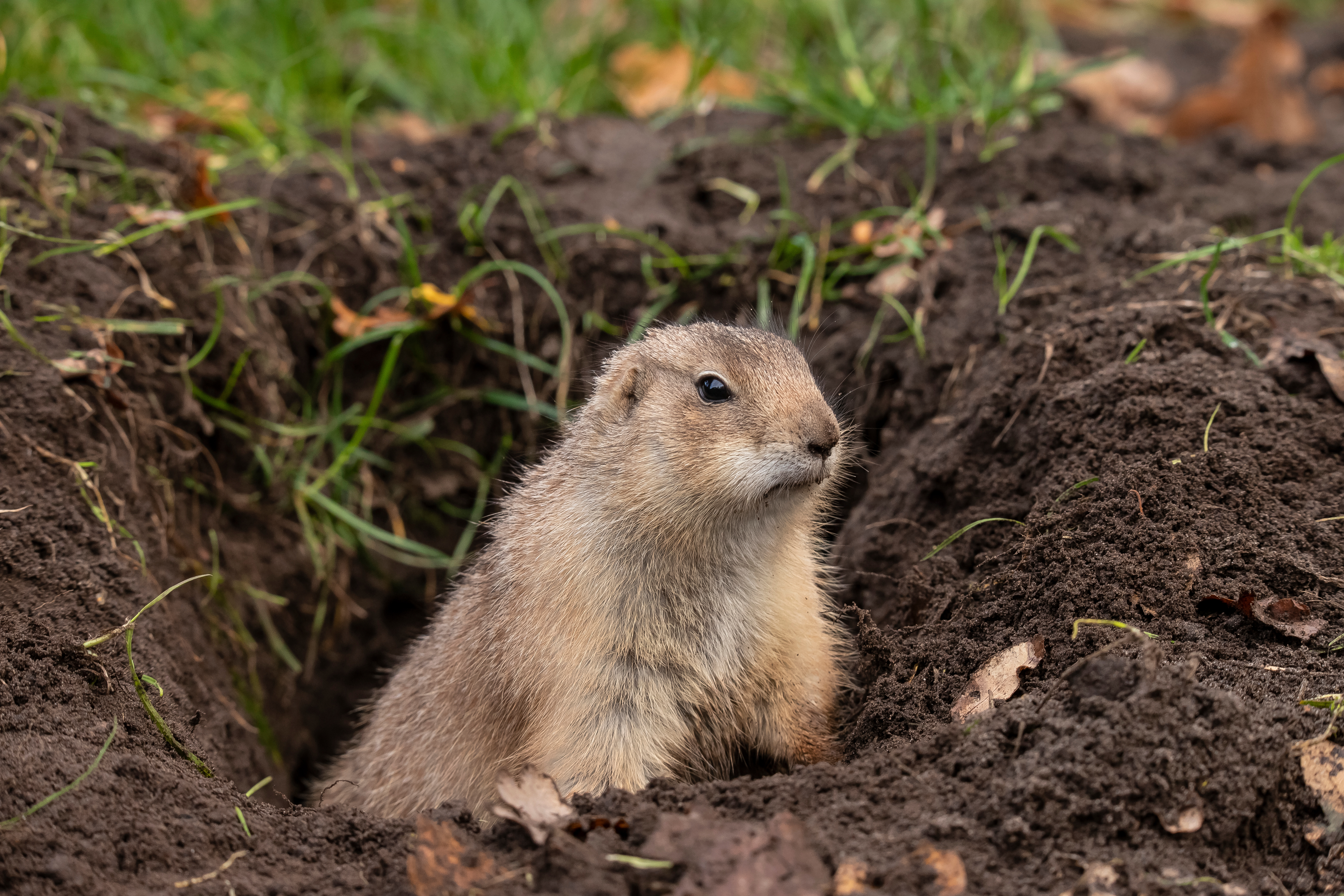 A picture of a gopher emerging from its hole.