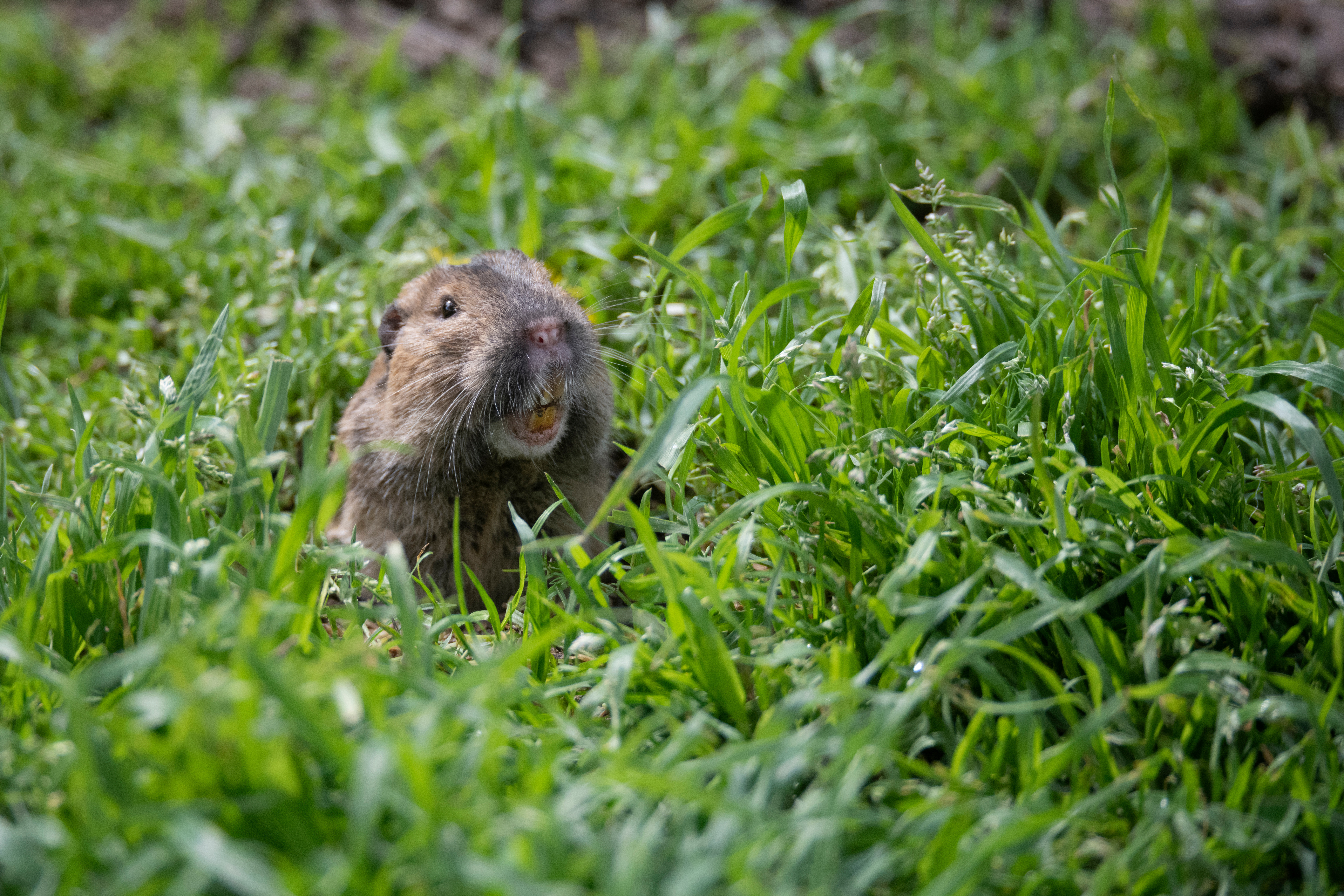 A gopher peaking their head above grass - contact GGA Pest Management today for expert pest control.