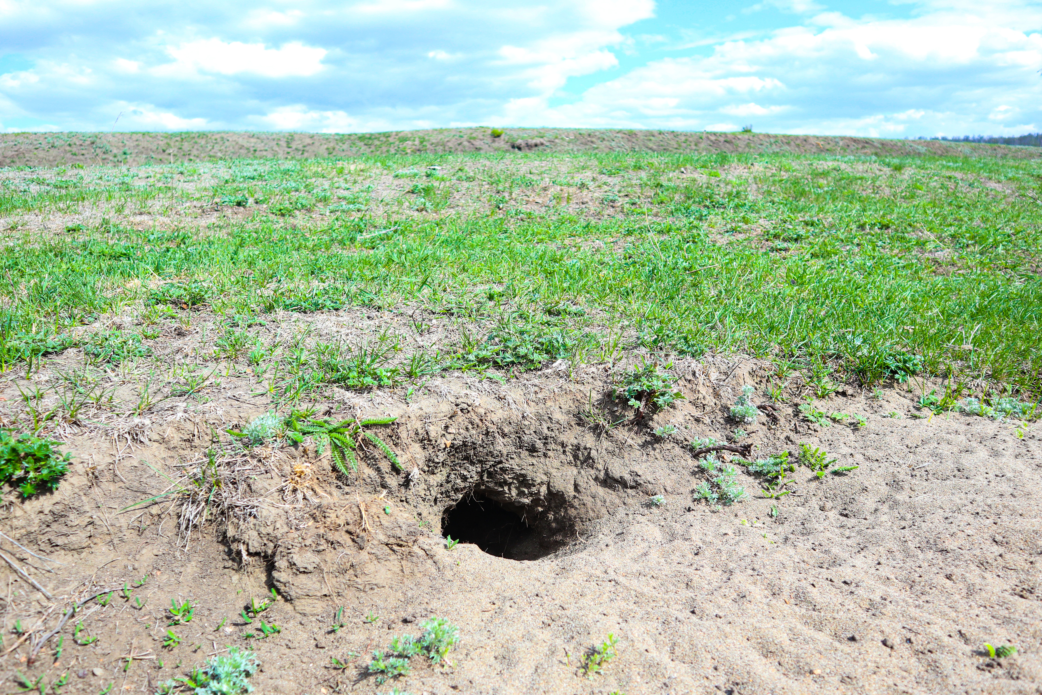 A picture of a gopher hole in a yard in need of expert pest control.