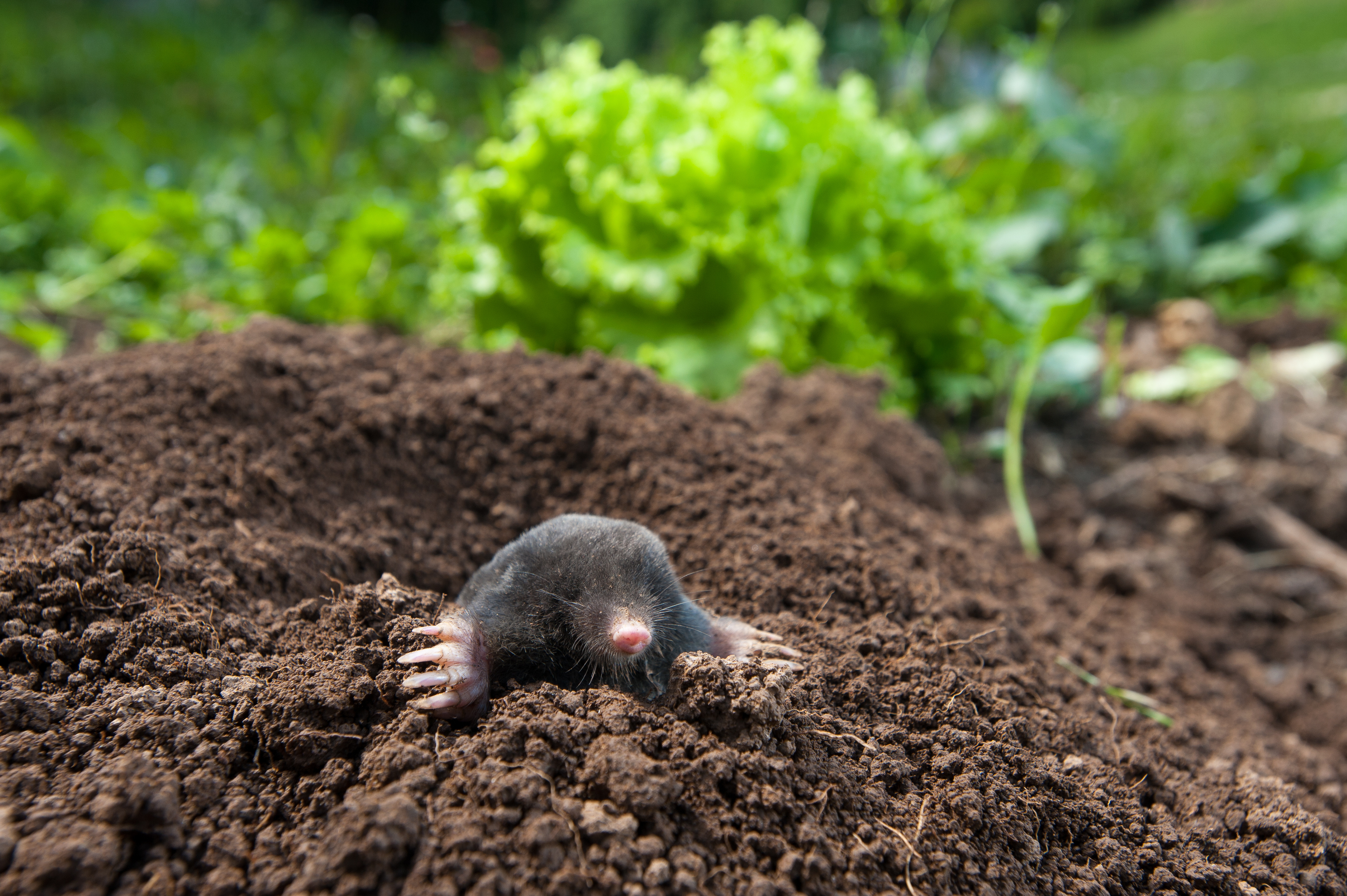 An image of a smaller mole species with a clear image of their soil mound - GGA Pest Management can help stop the spread of mole damage in Waco, TX.