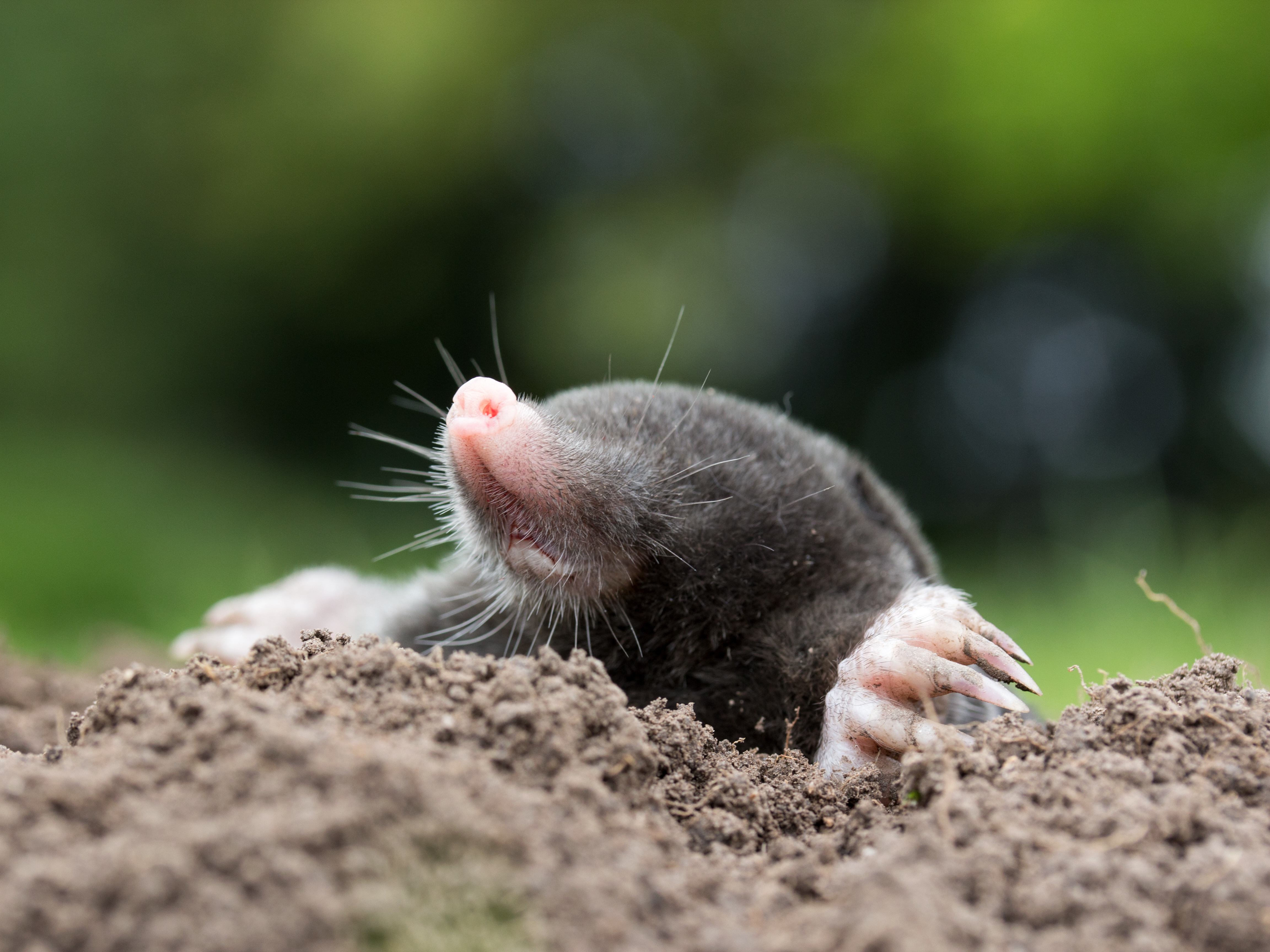 An image of a mole - contact GGA Pest Management for your mole removal service.