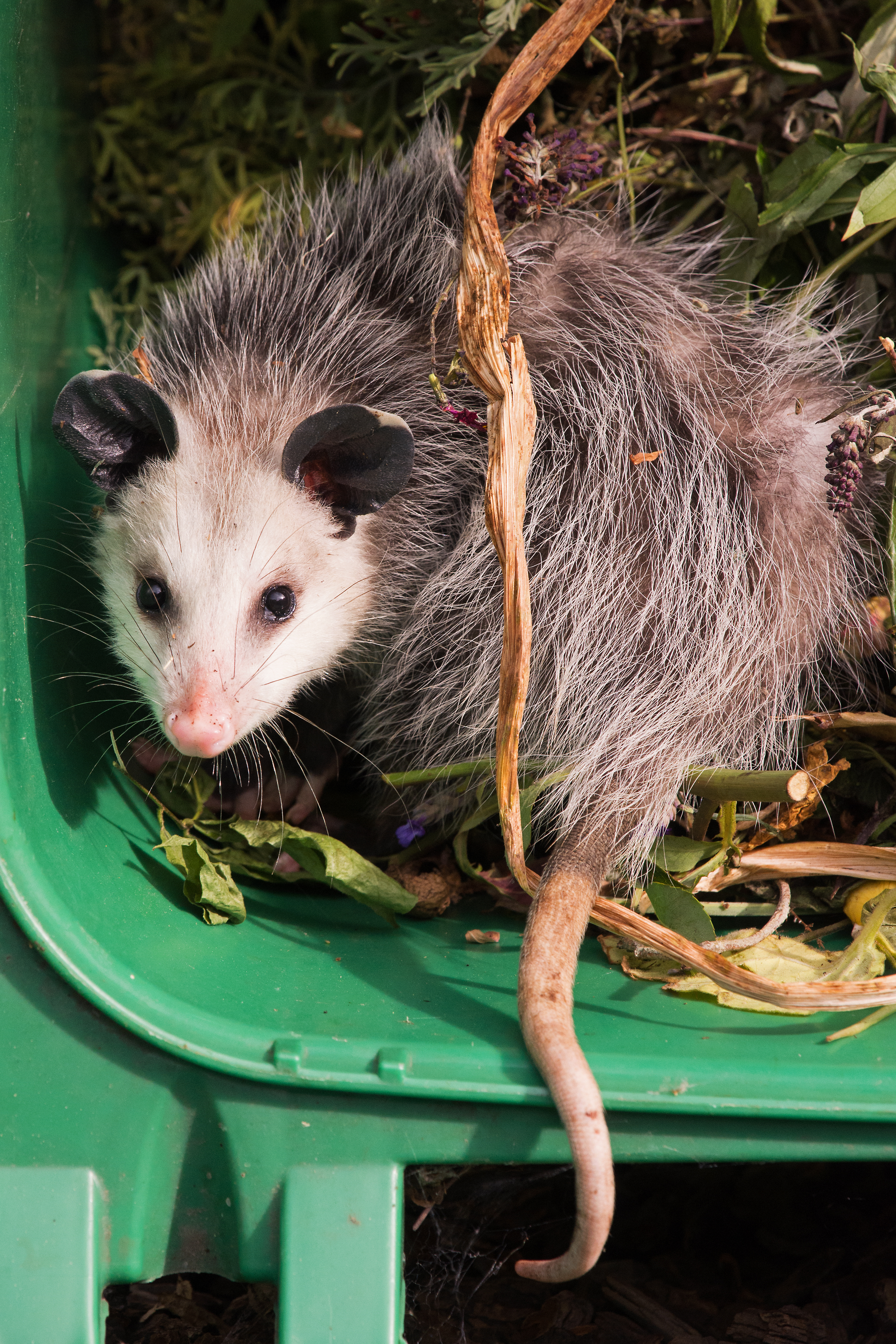 A picture of an opossum inside a garbage bin - GGA is not like other opossum exterminators in Killeen, TX, we take care of you and the animal.
