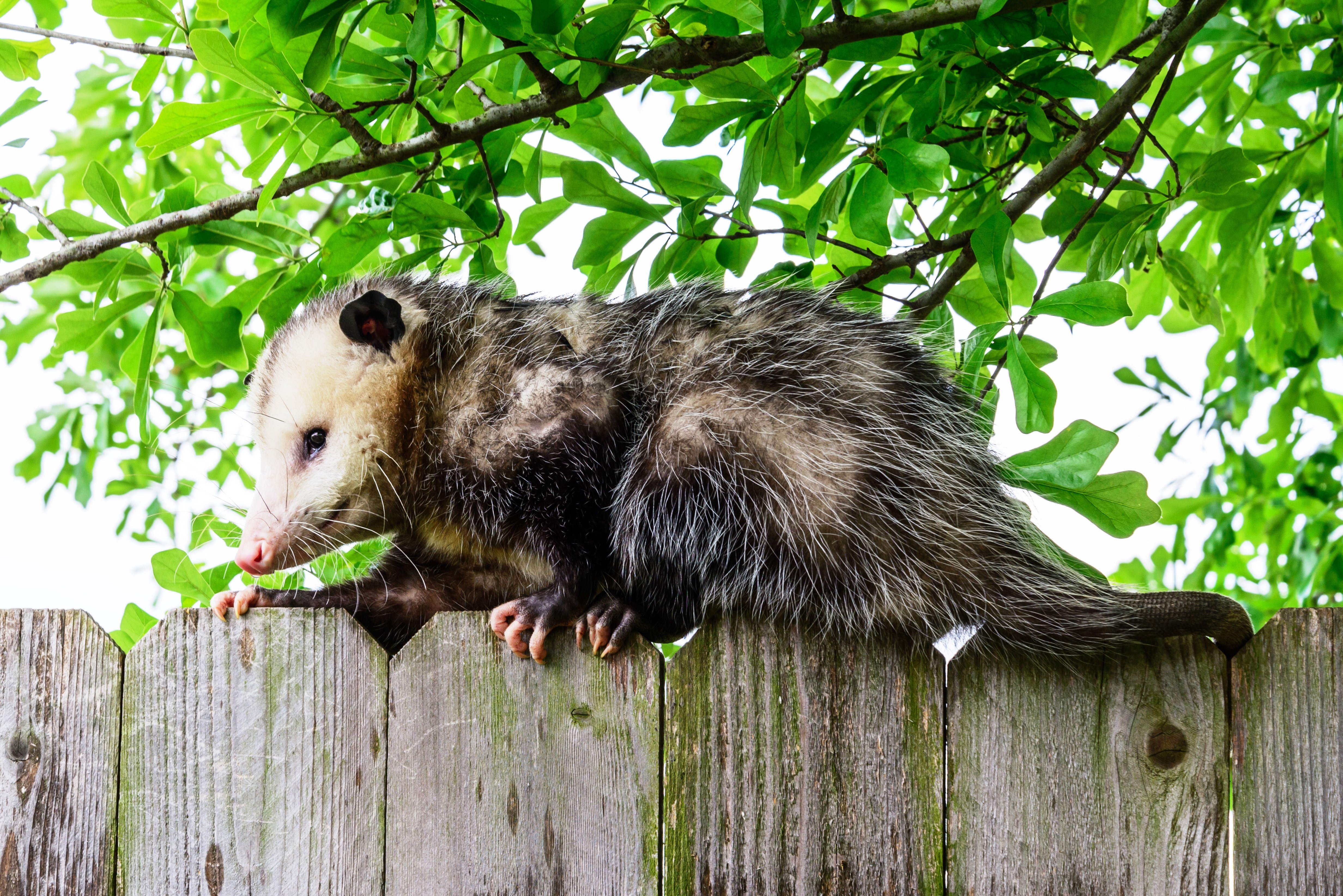 An opossum on a fence - contact GGA Pest Management for your removal service today.