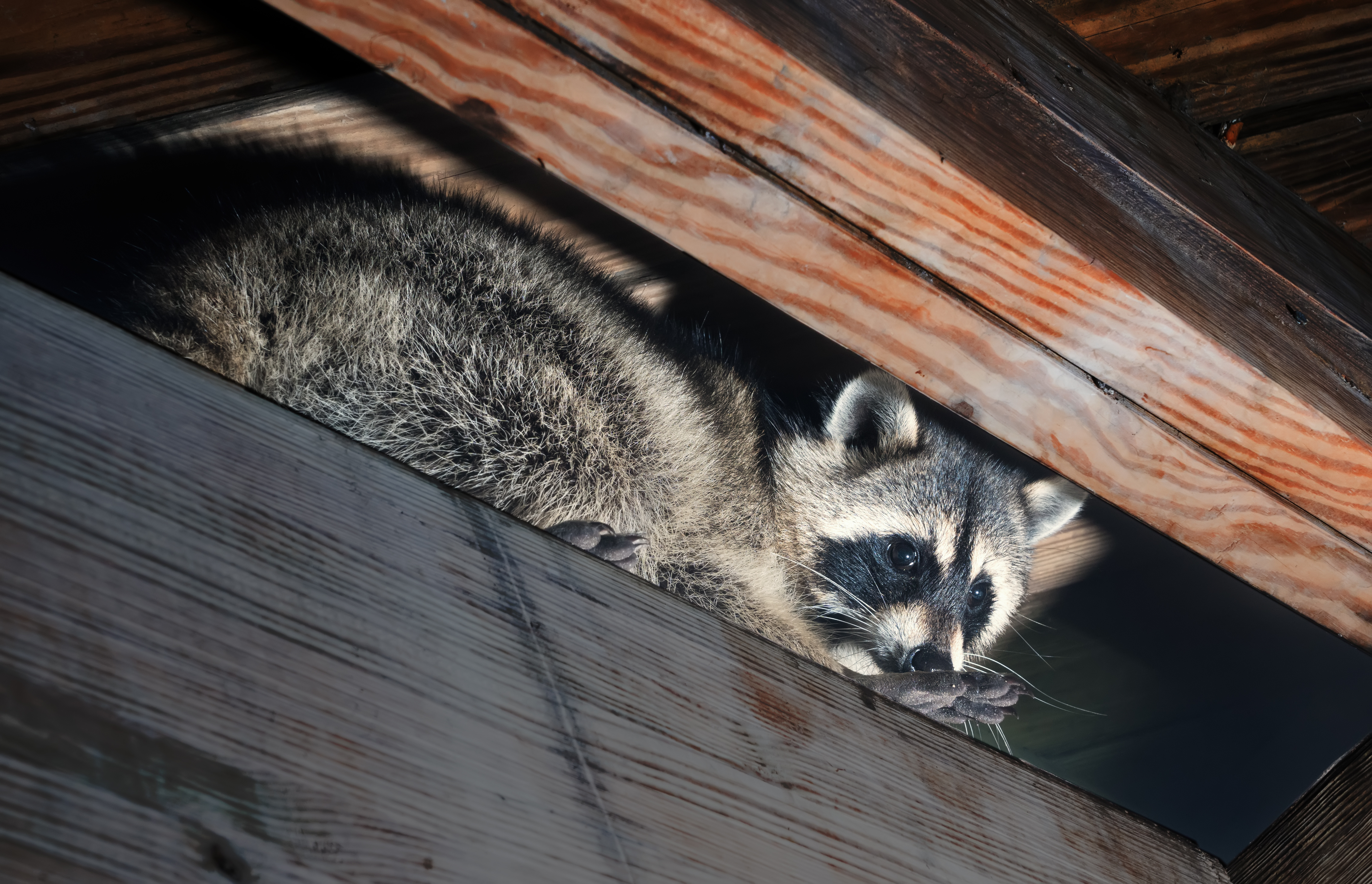 An image of a raccoon hiding in a residential home - book your removal services with GGA Pest Management today.