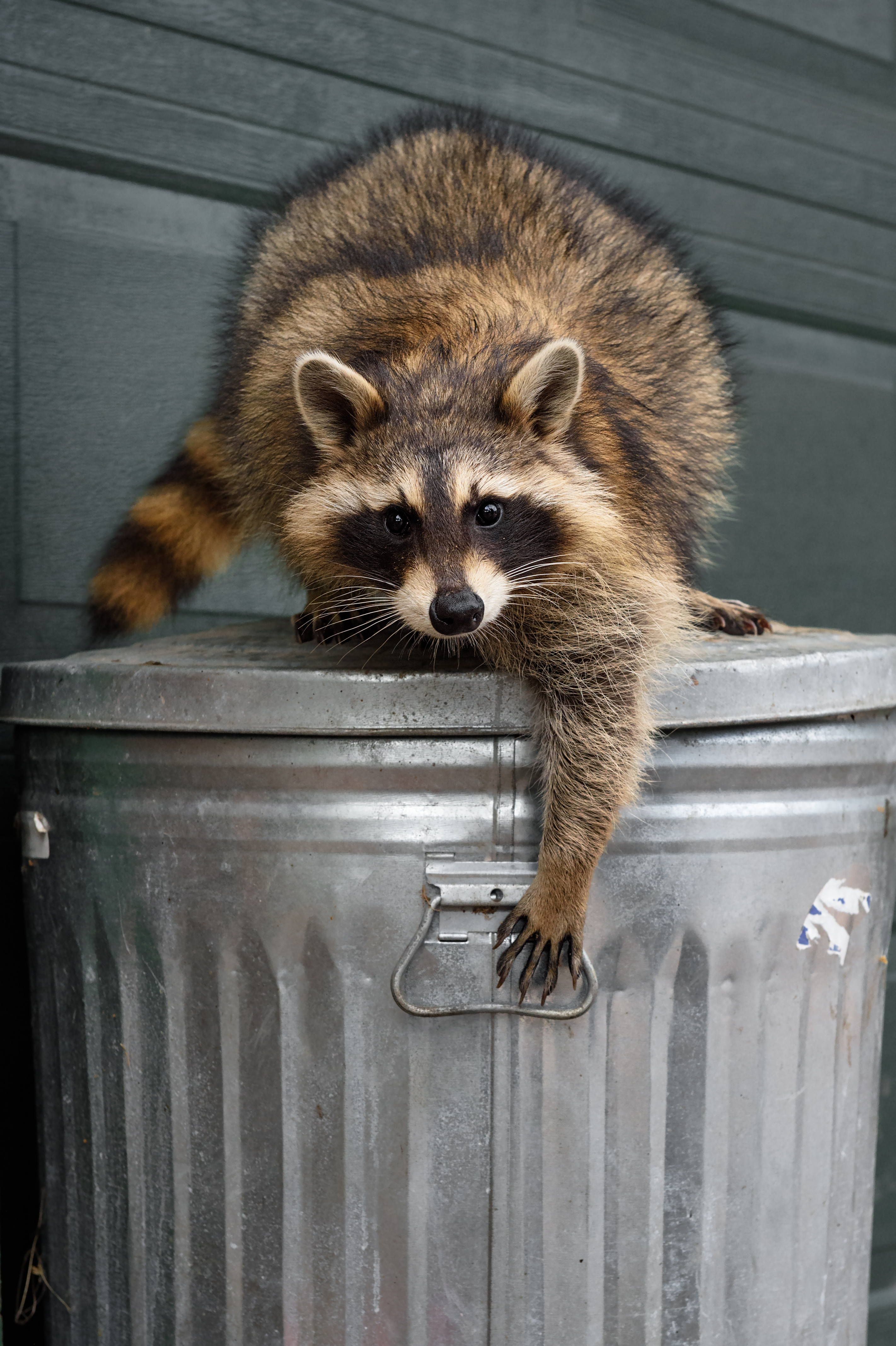 A picture of a raccoon on a garbage can - learn more about their behavior and common raccoon exterminator processes in Killeen, TX.