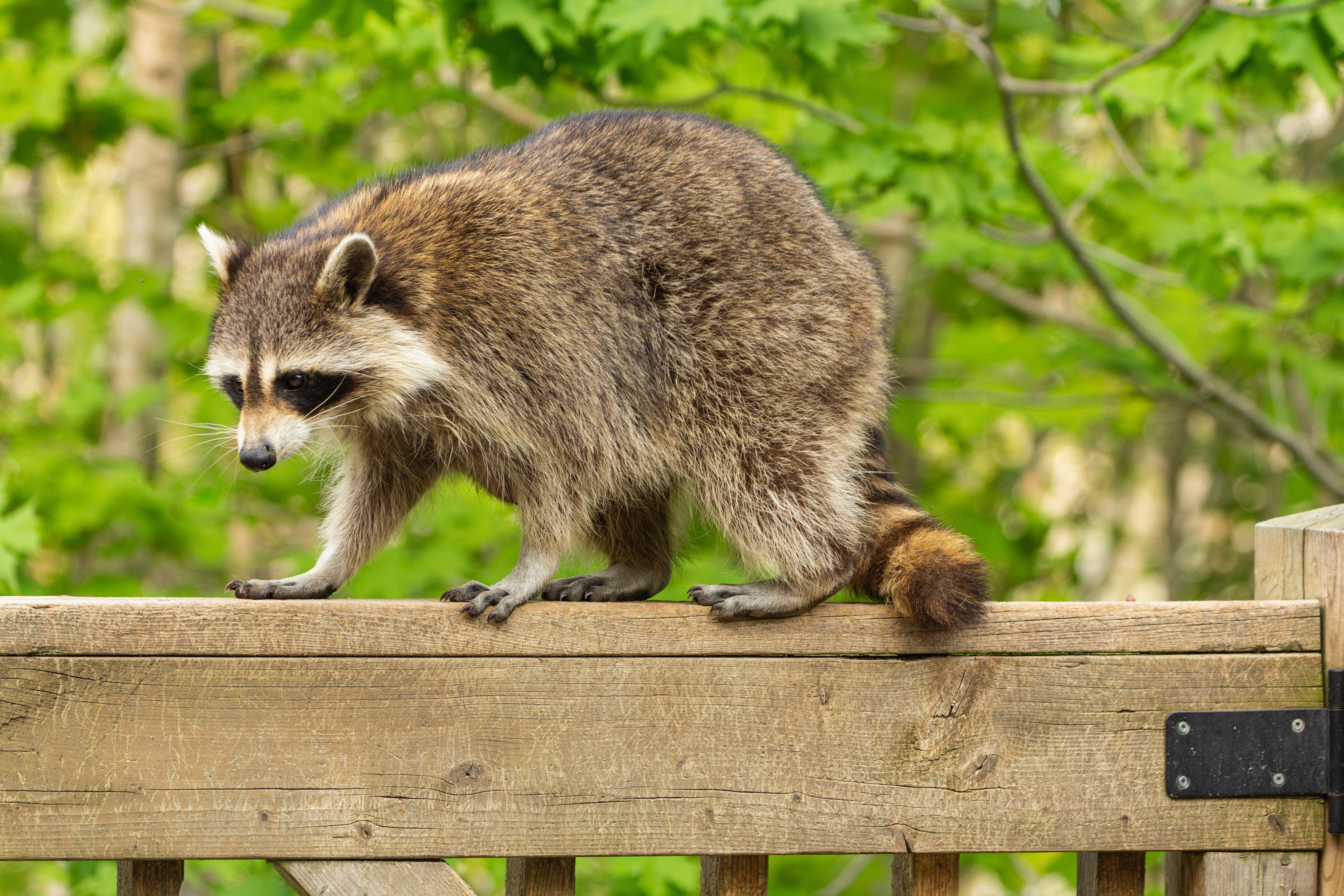 An image of a raccoon on a fence - contact GGA Pest Management for your wildlife removal services today. 