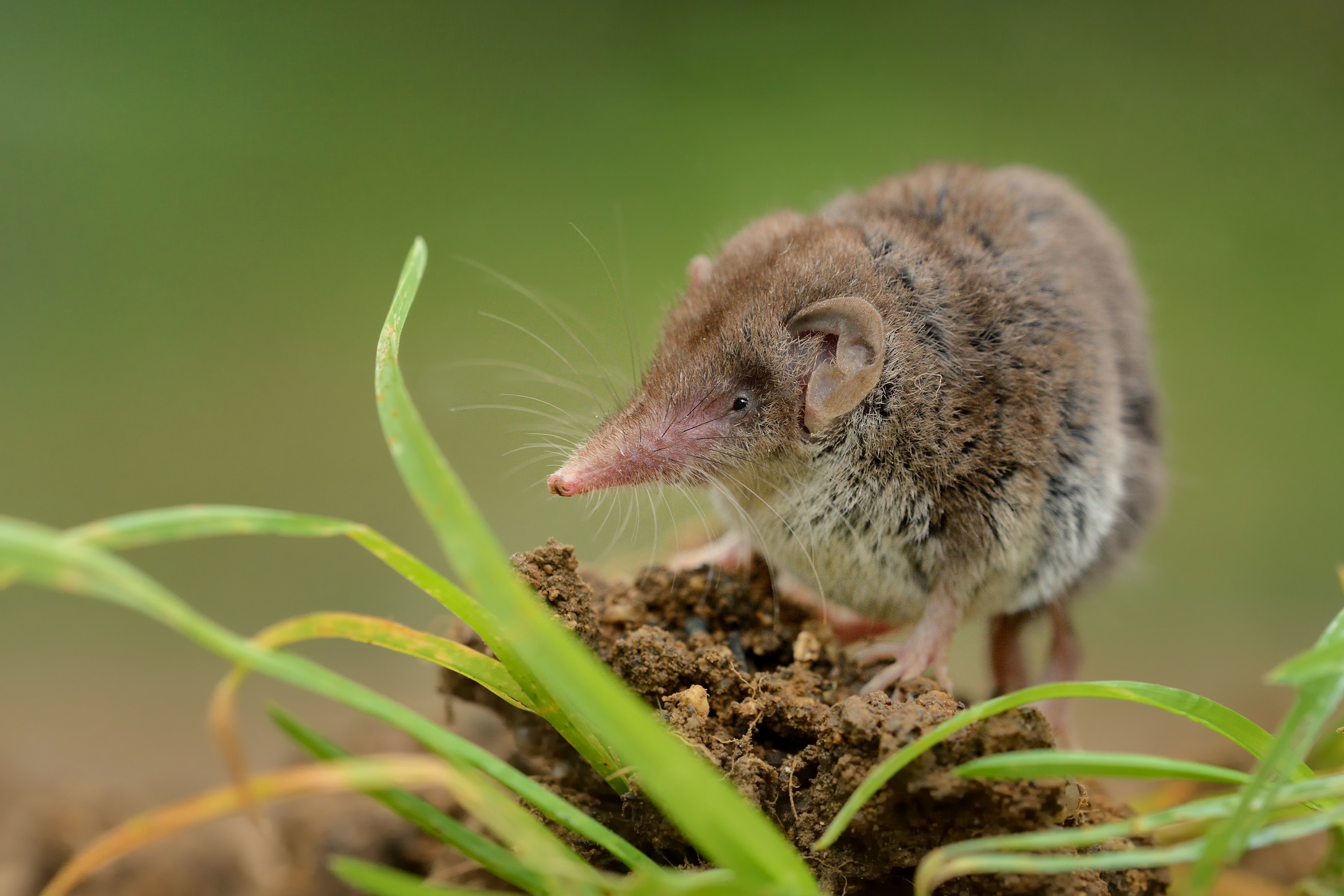 An image of a shrew - contact GGA Pest Management for your humane shrew removal service today.