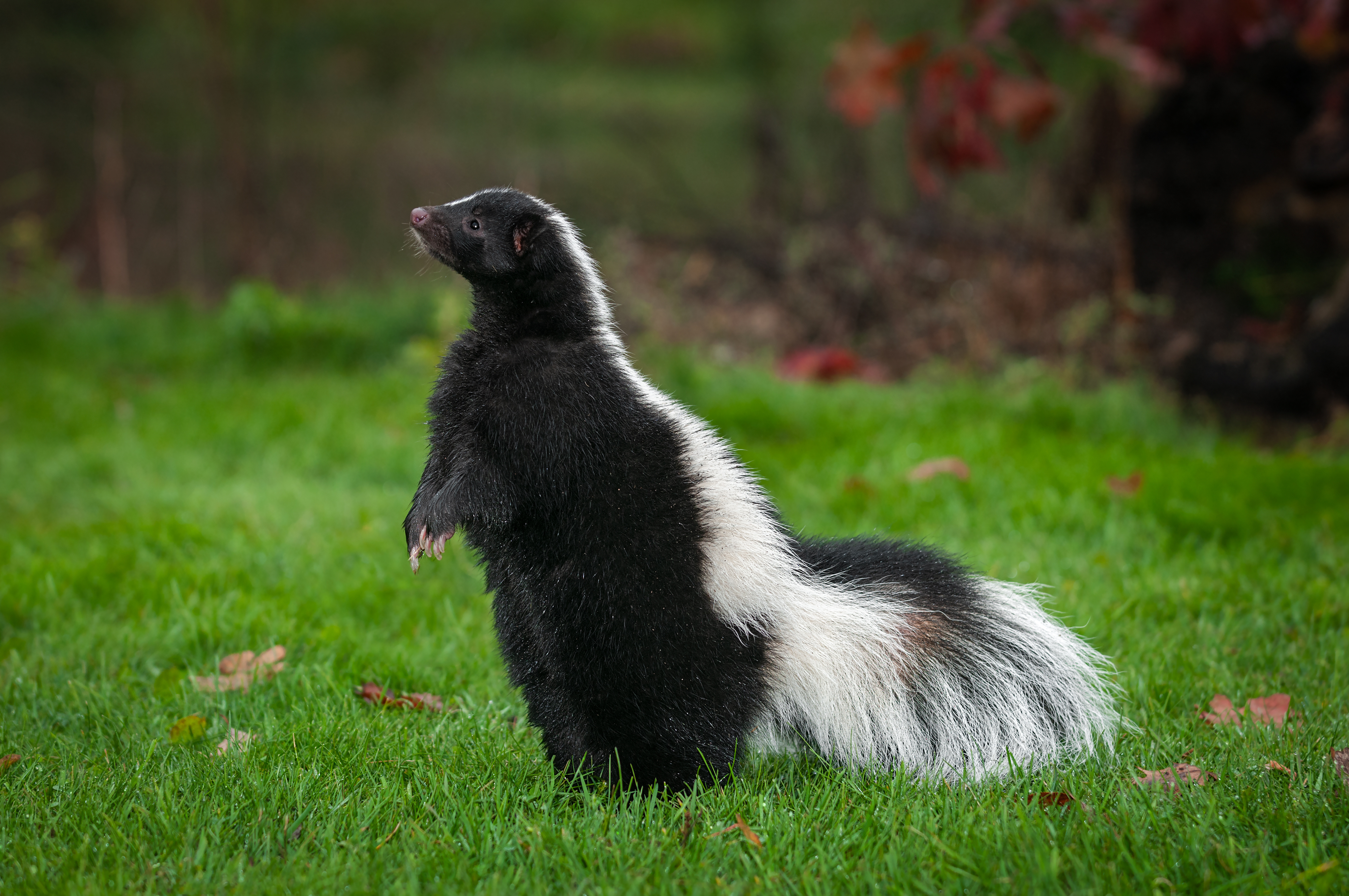 An image of a skunk in a yard - GGA Pest Management offers skunk removal services to protect you and your property.