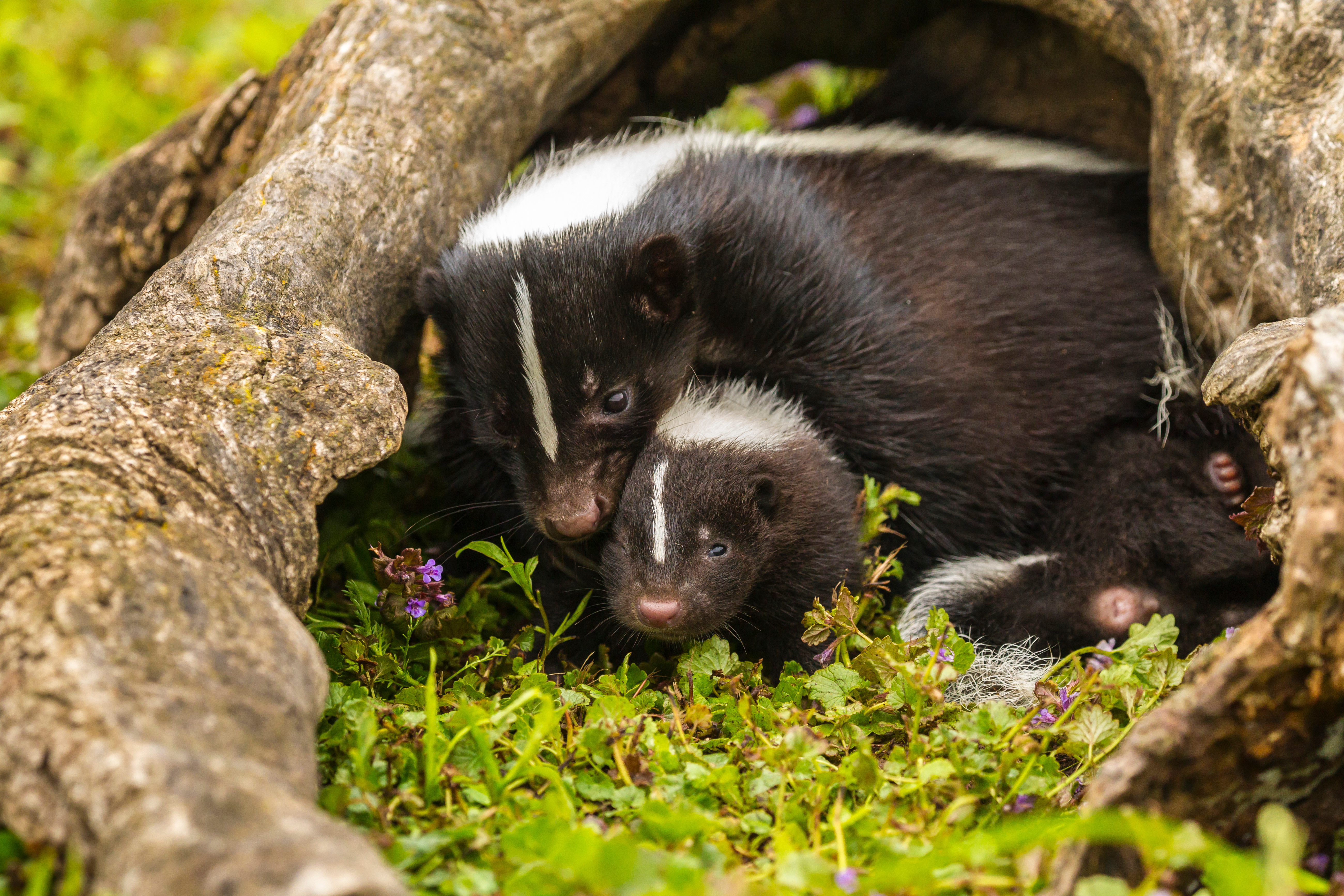 An image of a skunk taking shelter and a baby kit - learn more about skunk pest control and how GGA can help.