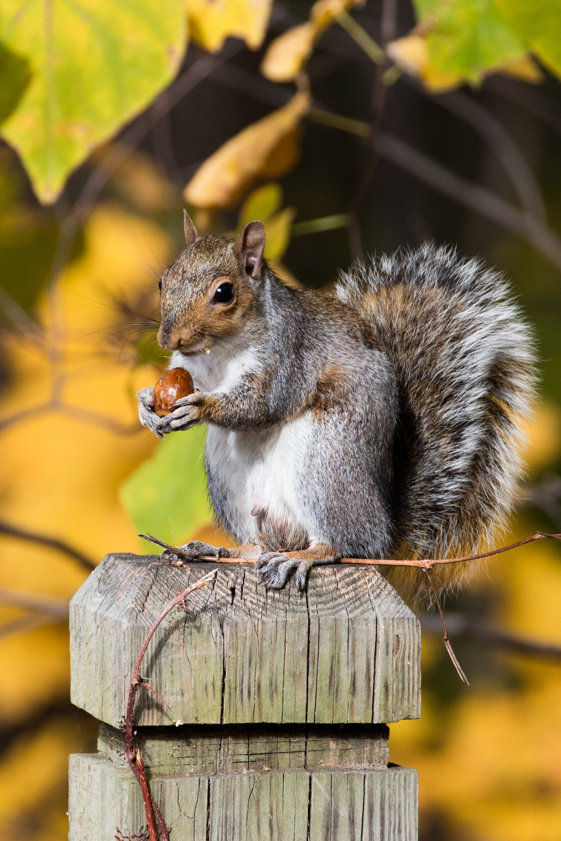 A picture of a squirrel eating on a fence post in Hillsboro, TX.