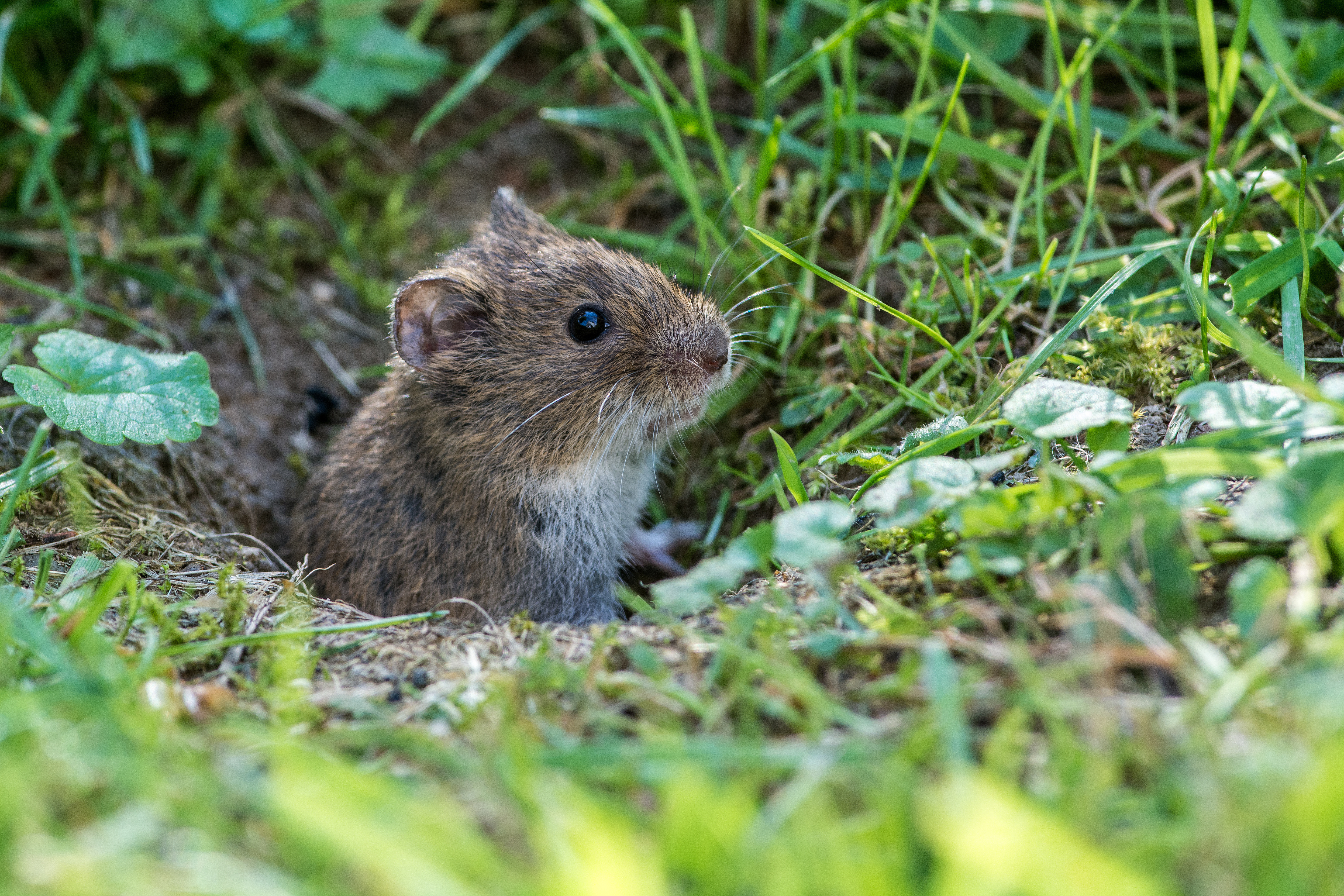 A vole in a hole - contact GGA Pest Management to remove the voles on your property.