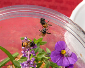 47_Honey Bees