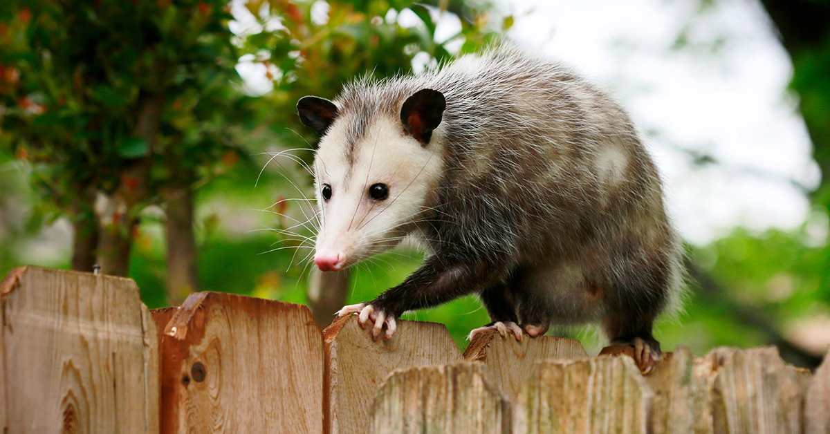 do opossums carry rabies questions answered