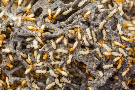 Termite Control Killeen