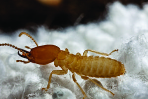 54_formosan-termite