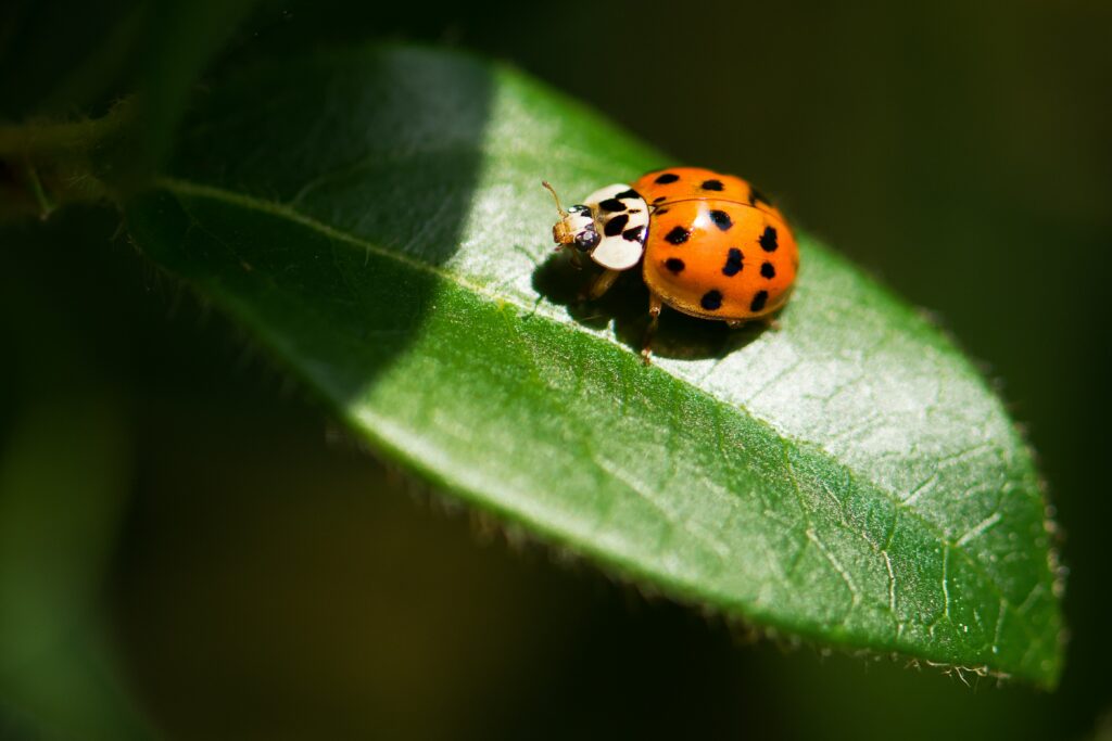 lady bugs are beneficial to your garden pest control