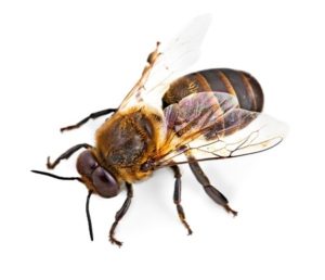 Bee Removal Texas