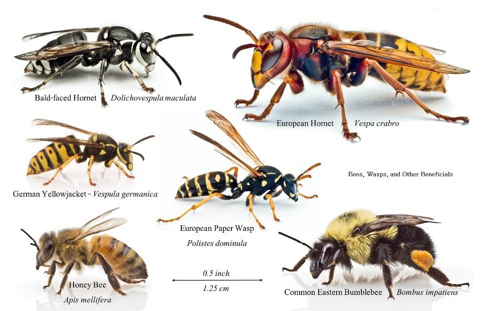 types of bees in the walls gga pest management