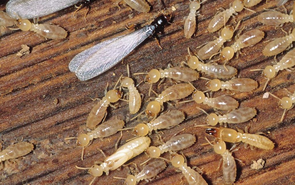 Do You Live In A Region That Is Heavily Populated With Termites?