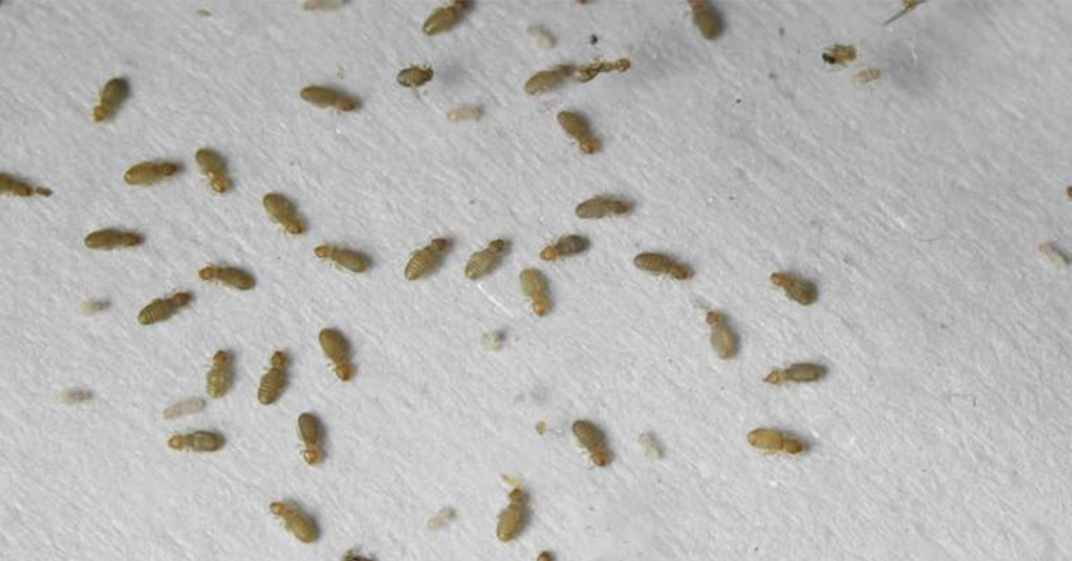 common household bugs booklice gga pest management