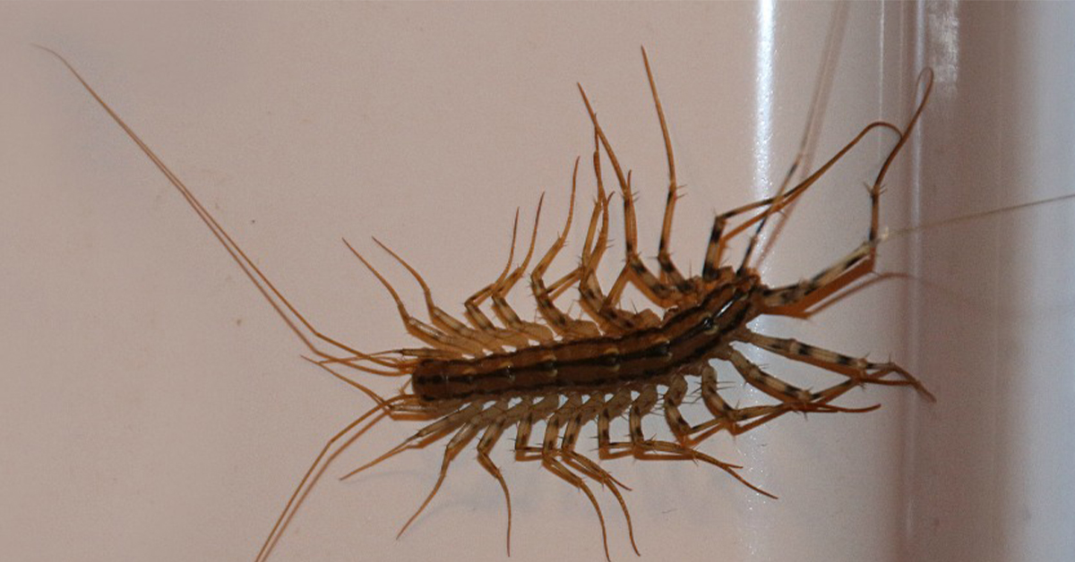 european centipede common household pests