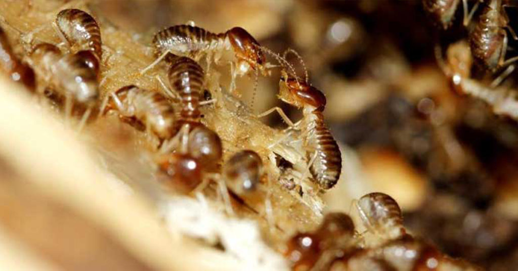 termite infested school gga pest management