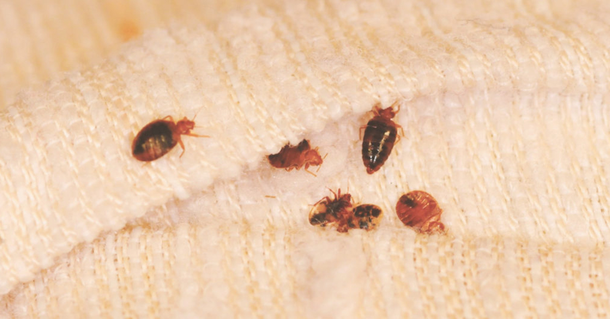 What you need to know about bed bugs
