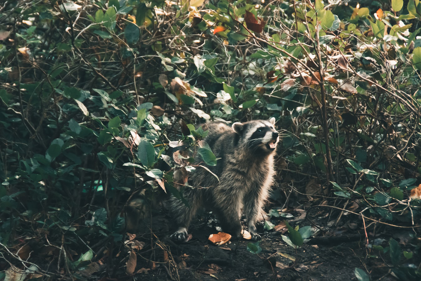 raccoon animal control central texas gga pest management