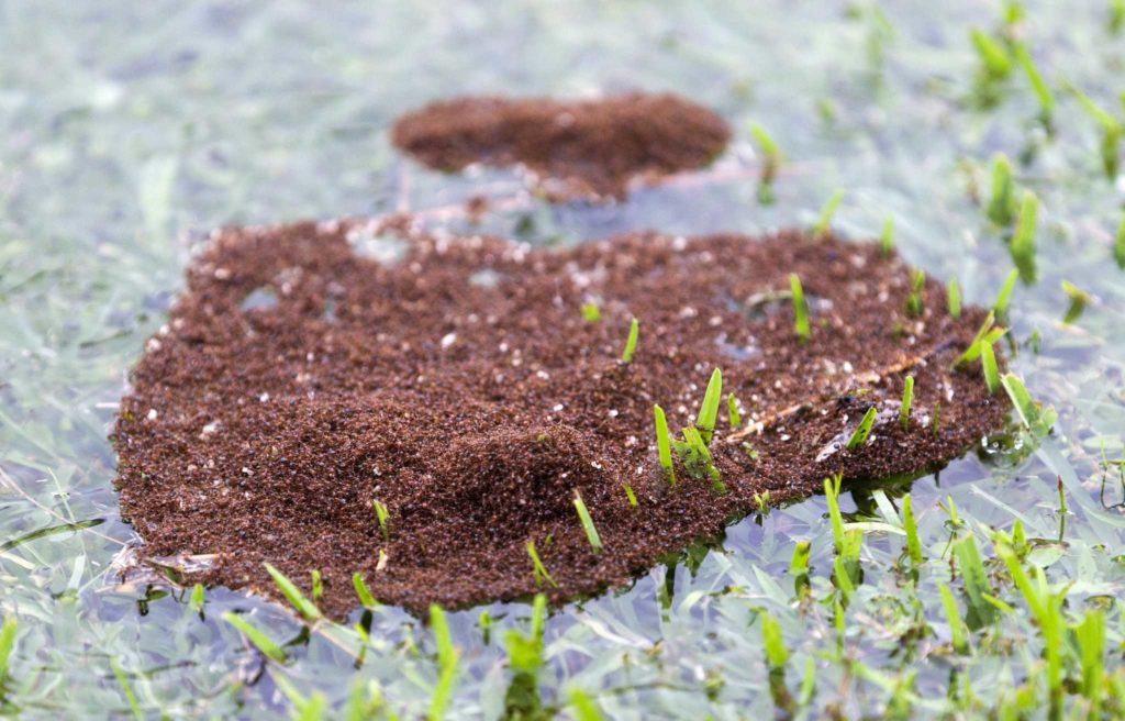ants during rain gga pest management 