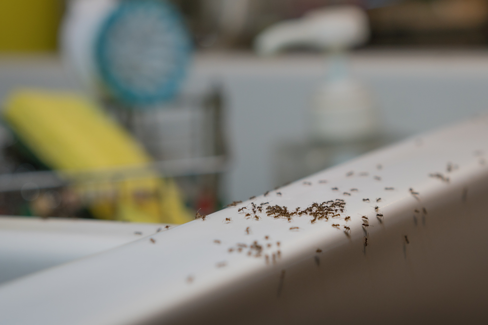 get-rid-of-ants-in-your-home
