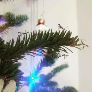 praying mantis christmas tree pests