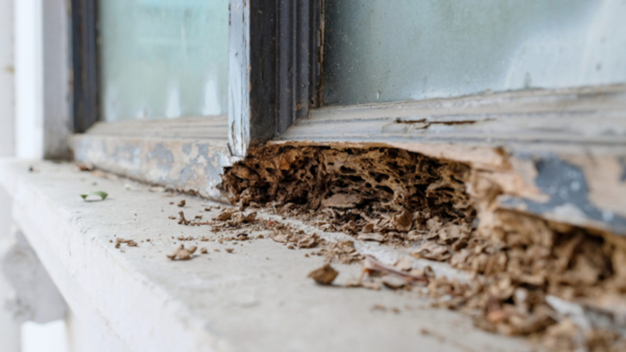 Termite Damage Will Cost You! - GGA Pest Management
