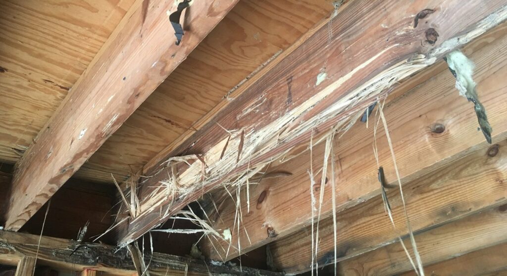 termite inspection and termite damage