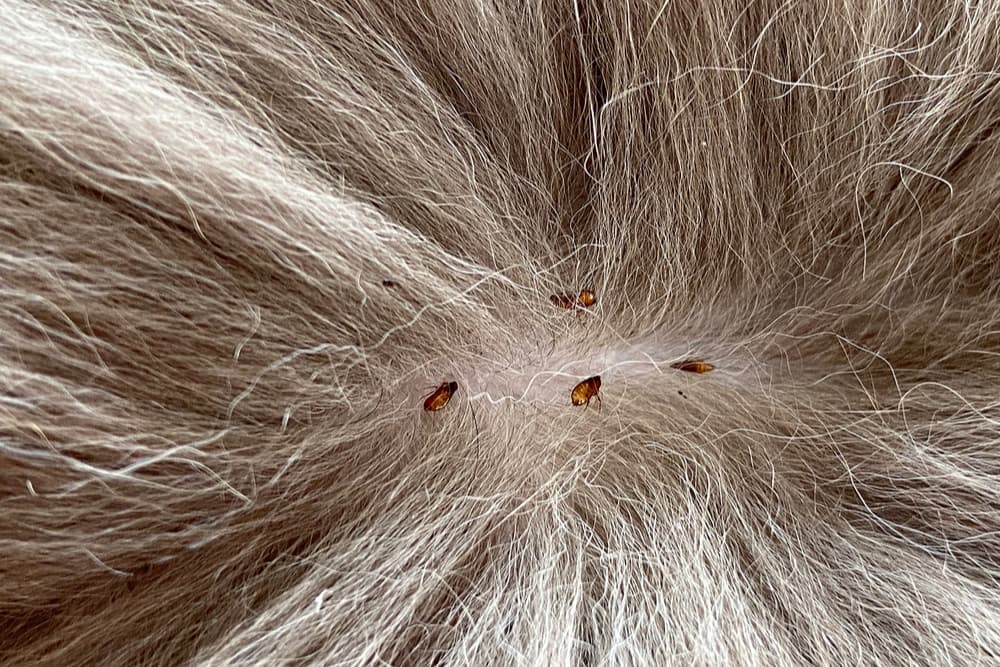 fleas on host animal texas pest control