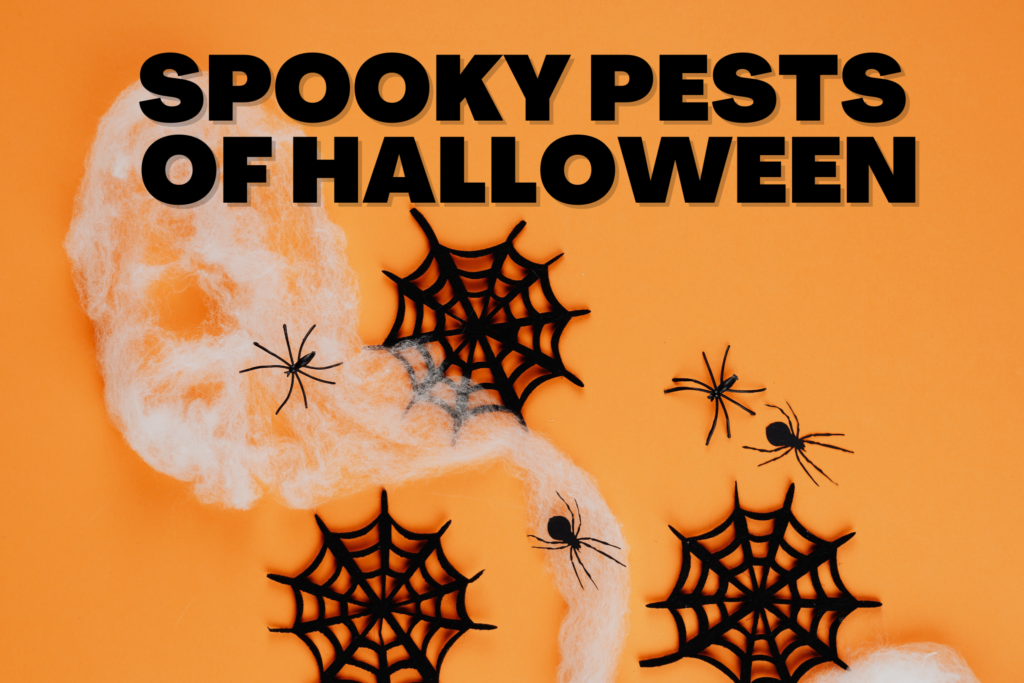 Spooky Pests of Halloween