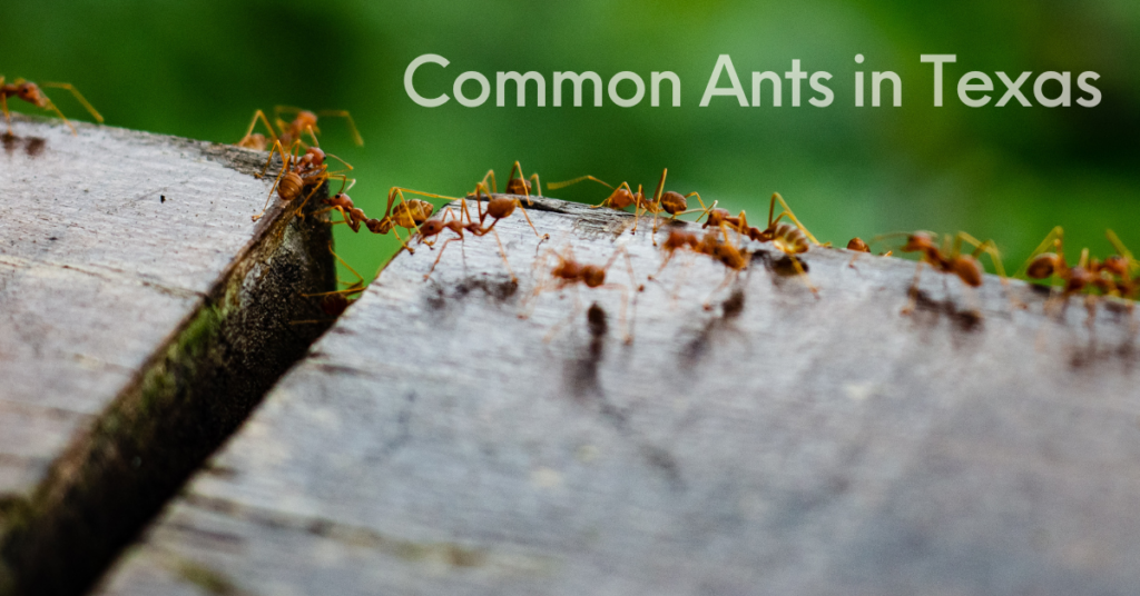 Common Ants in Texas GGA Pest anagement