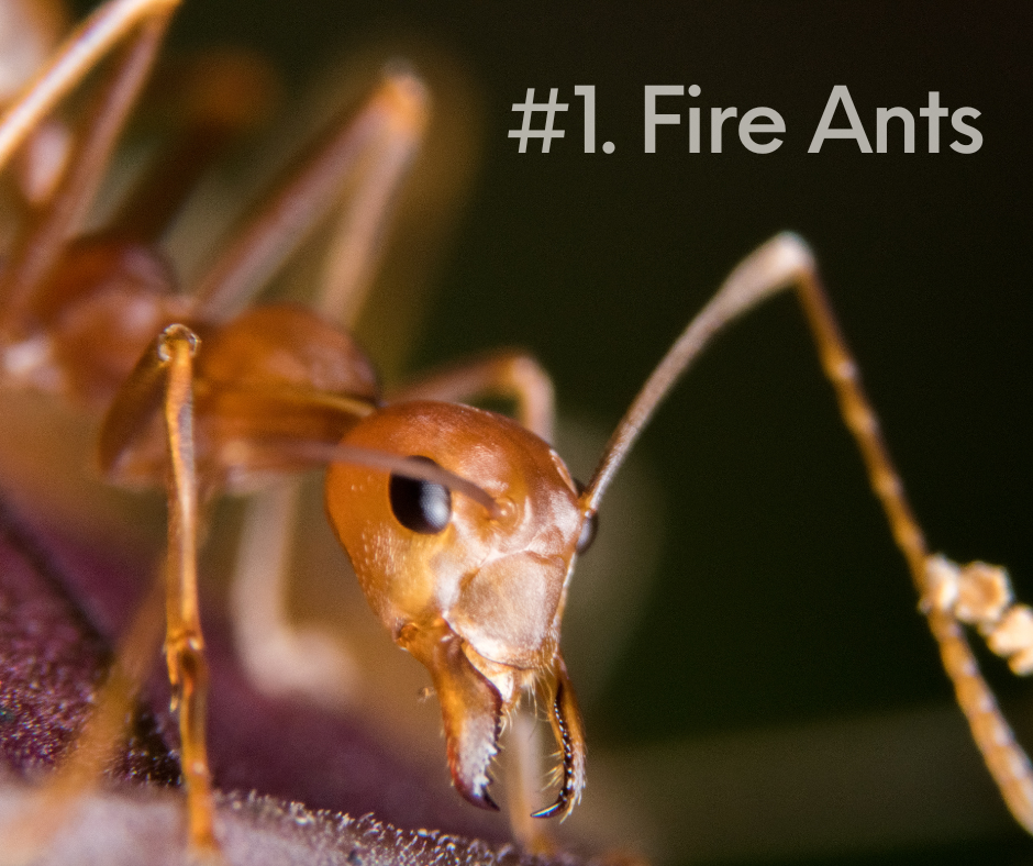 ants in texas fire ants gga pest management