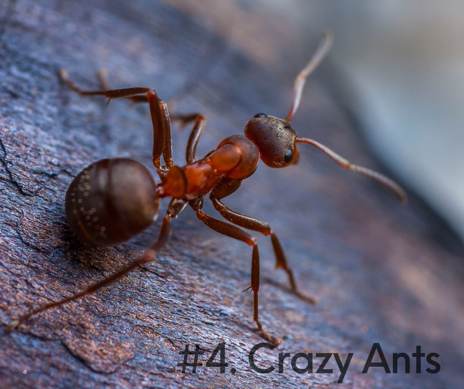 crazy ants texas pest control gga pest management