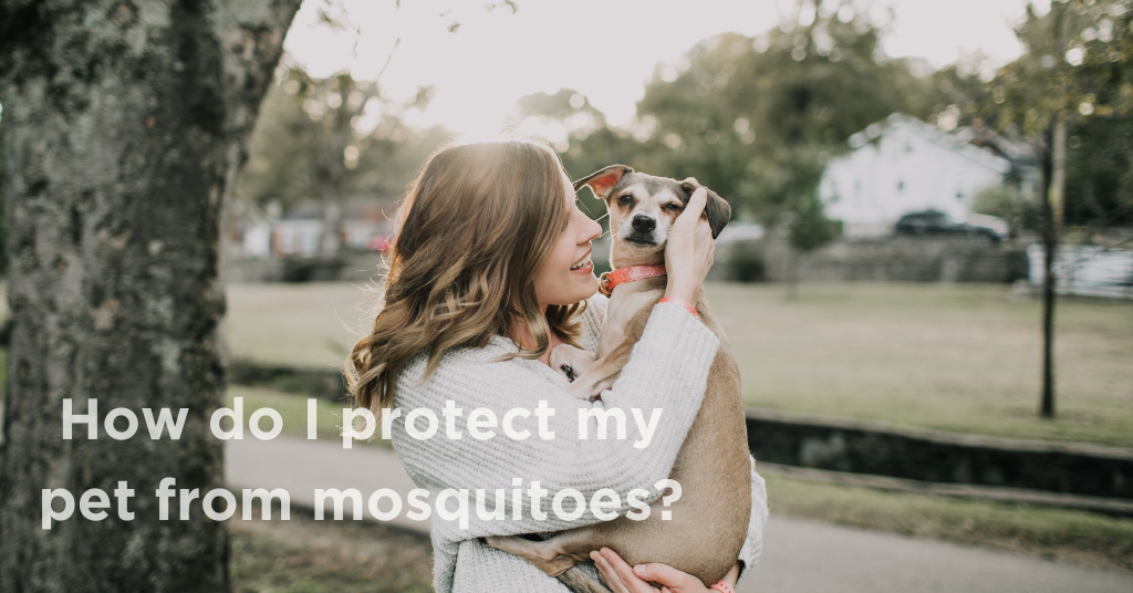 How do I Protect My Pet from Mosquitoes?