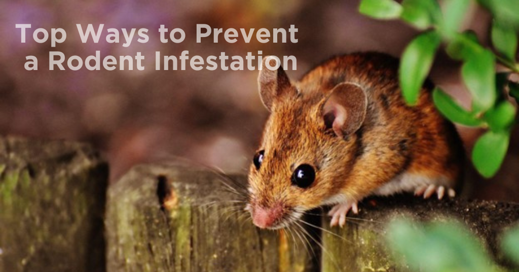 Top Ways to Prevent a Rodent Infestation