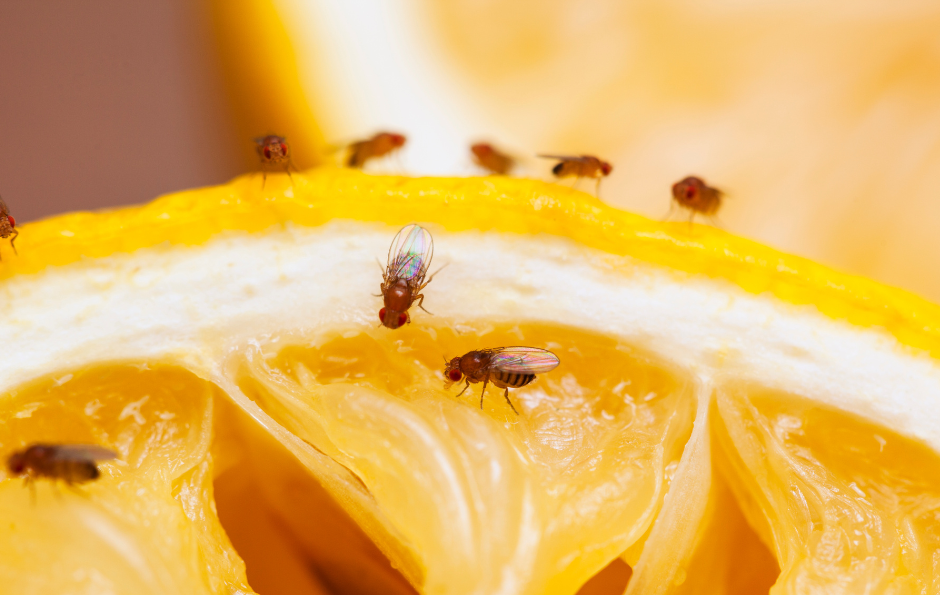 fruit flies pest control texas gga pest management