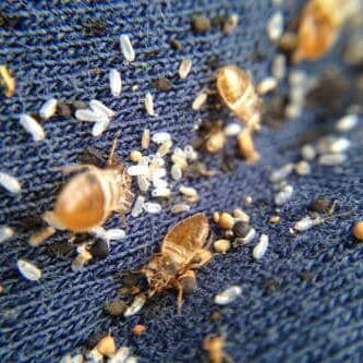 Bed-Bugs-On-Clothes