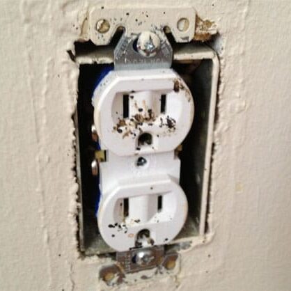 bed bugs in electrical outlet