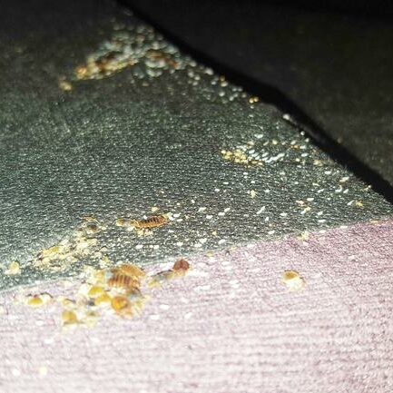 bed bugs on couch bed bug control texas