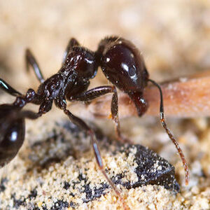 black ant control