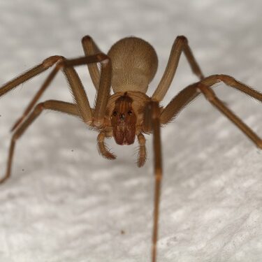 brown recluse spider texas pest control