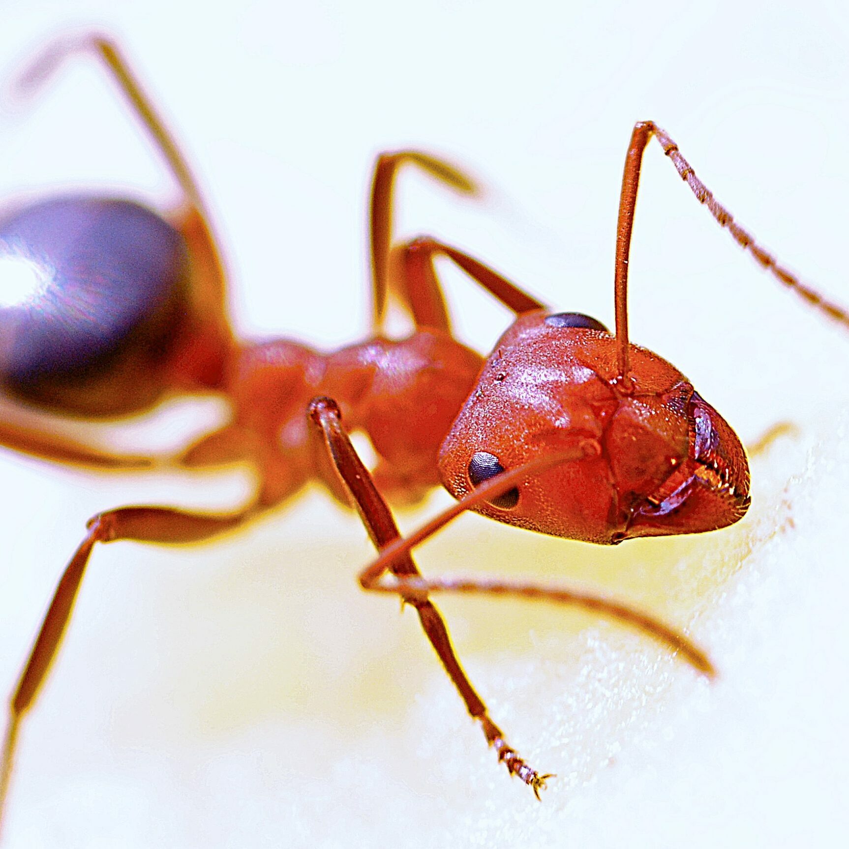 fire ants ant control in texas