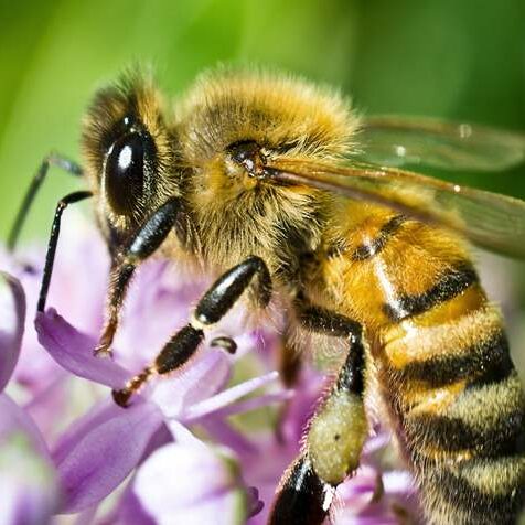 honeybees pest control